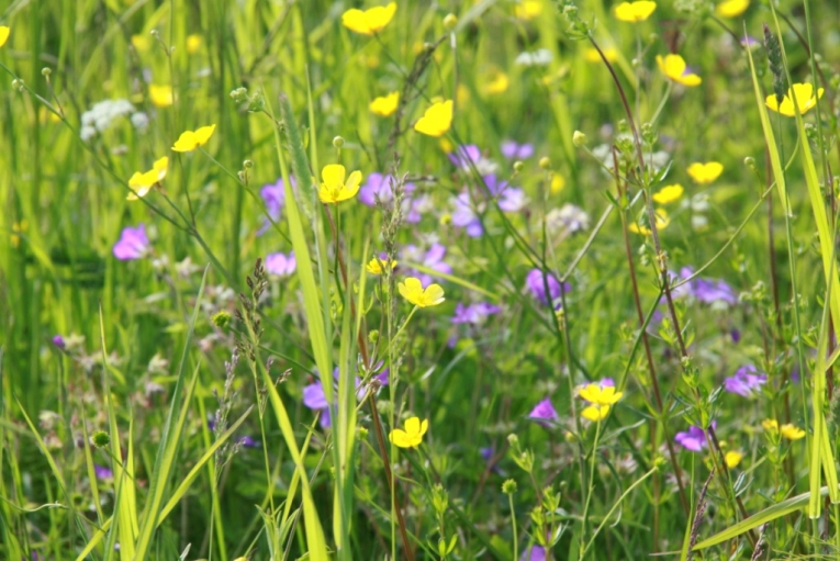 Midsommar