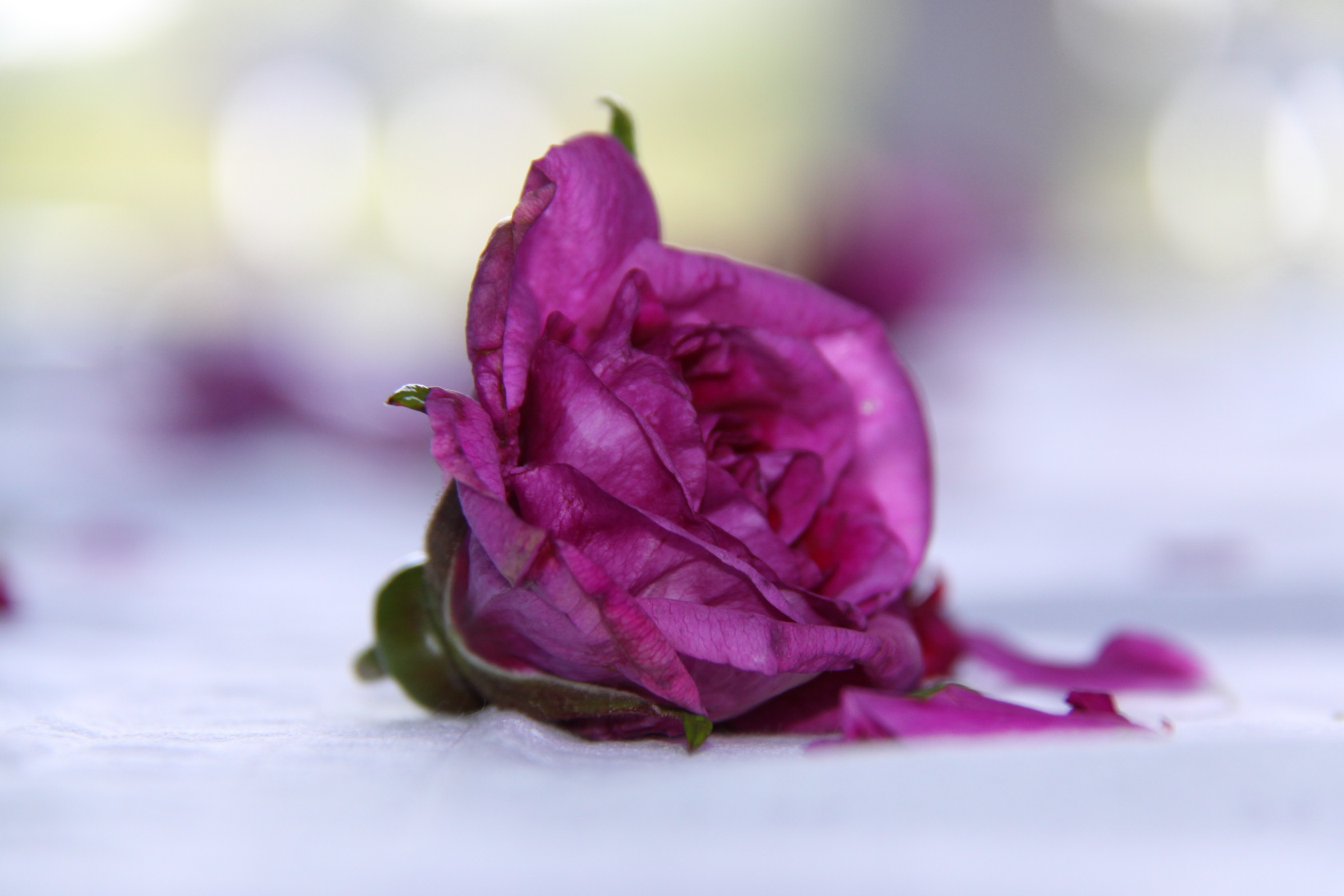 Månadens erbjudanden från SPA